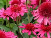 Echinacea purp. 'Delicious Candy'