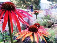 Echinacea 'Hot Summer'